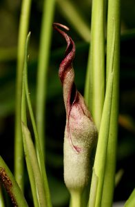 Lagenandra lancifolia