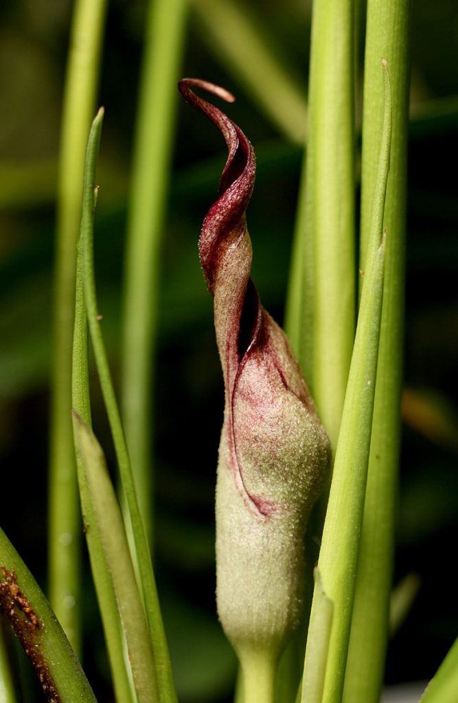 Lagenandra lancifolia
