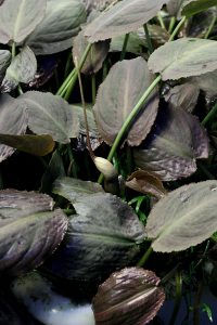 Lagenandra meeboldii