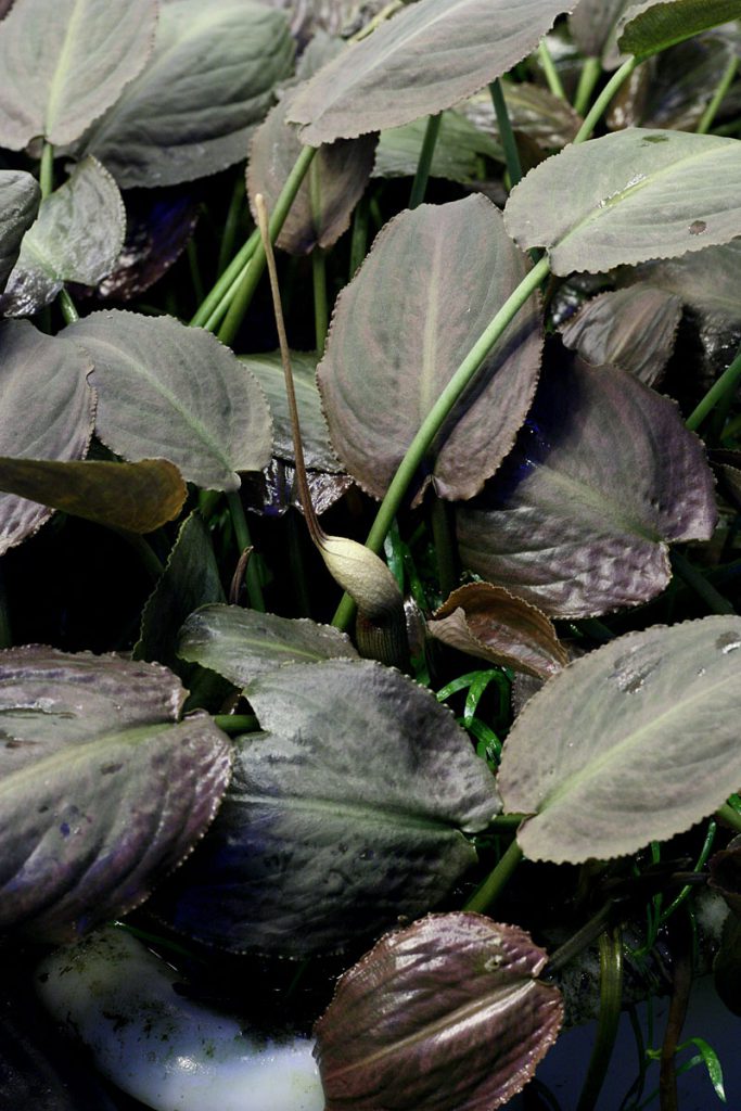 Lagenandra meeboldii