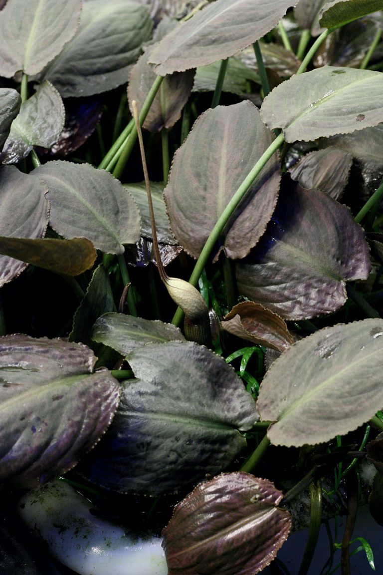 Lagenandra meeboldii