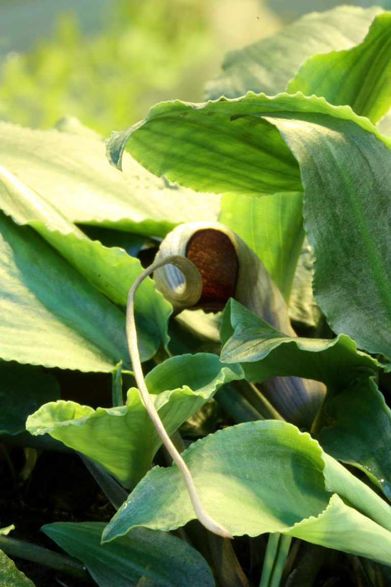Lagenandra meeboldii