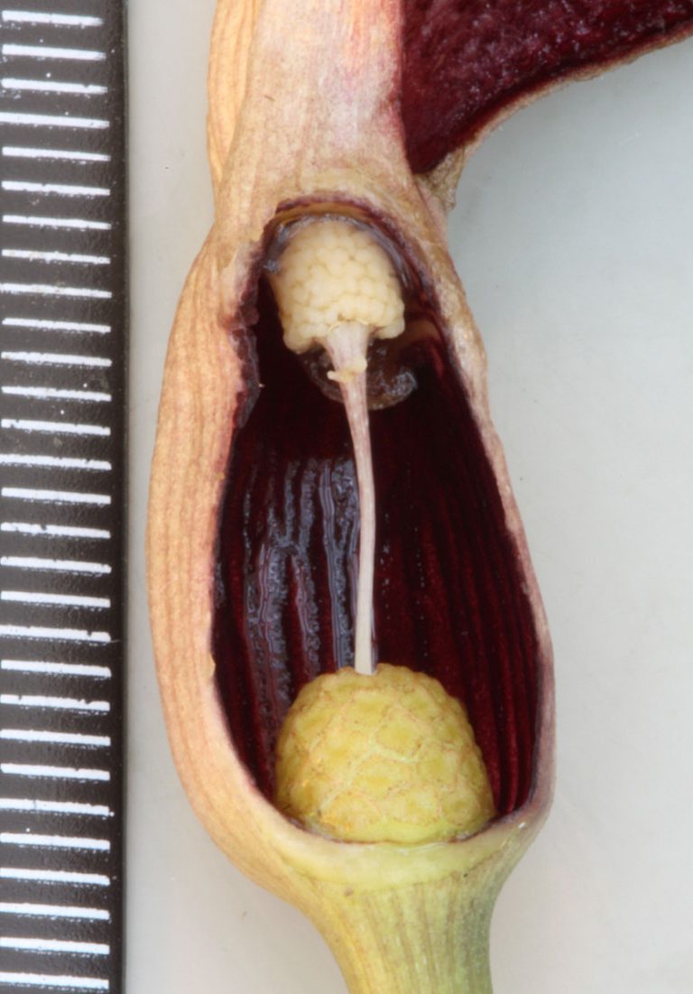 Lagenandra meeboldii