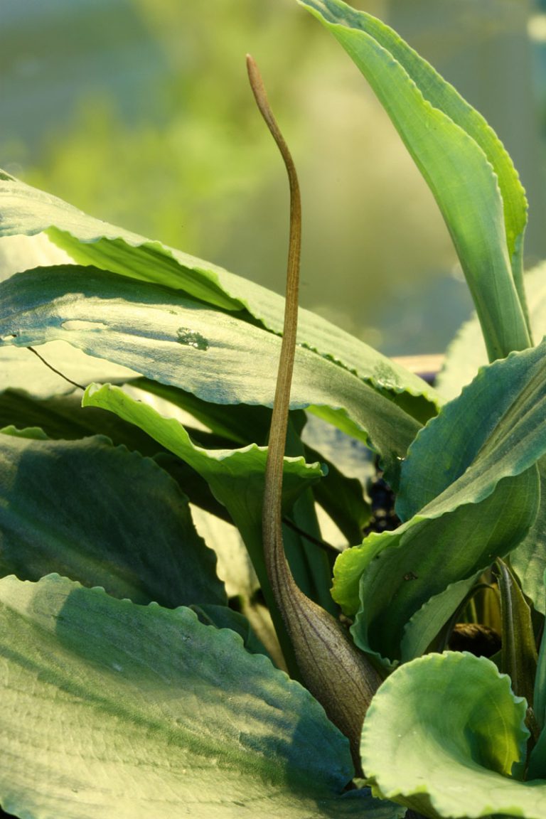 Lagenandra meeboldii