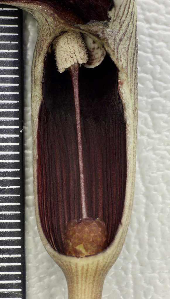 Lagenandra meeboldii