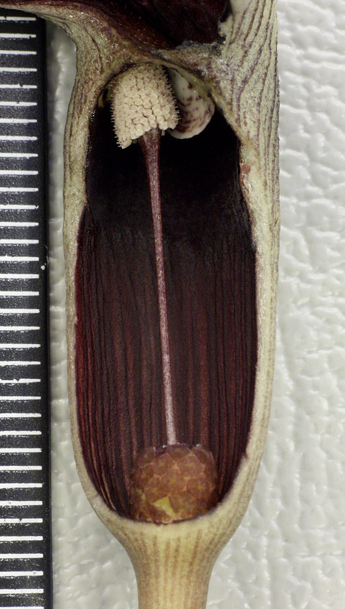 Lagenandra meeboldii