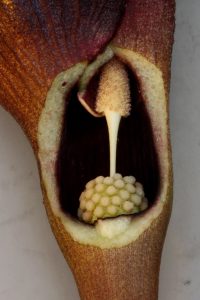 Lagenandra ovata