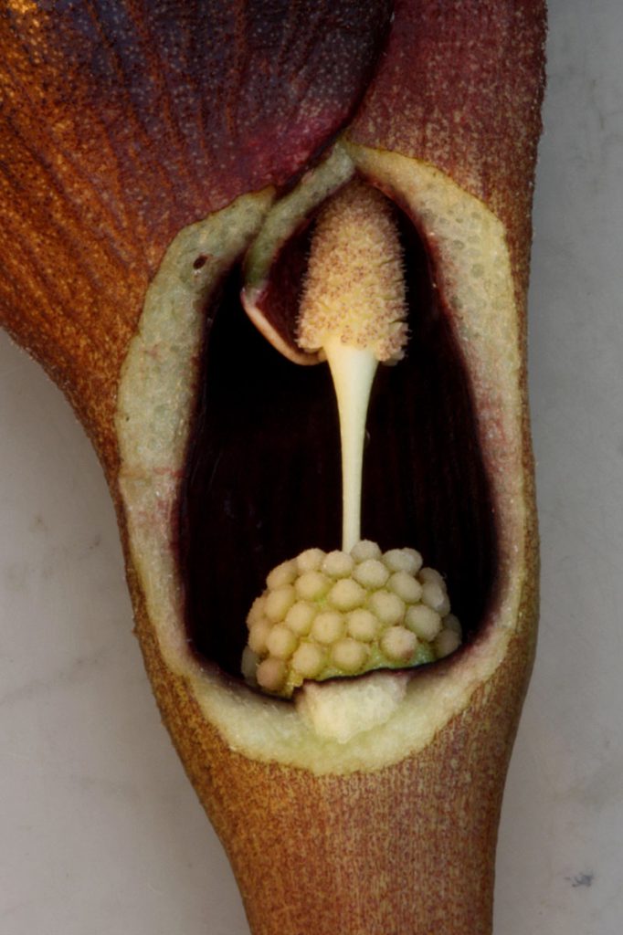 Lagenandra ovata