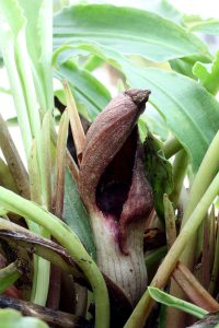 Lagenandra thwaitesii