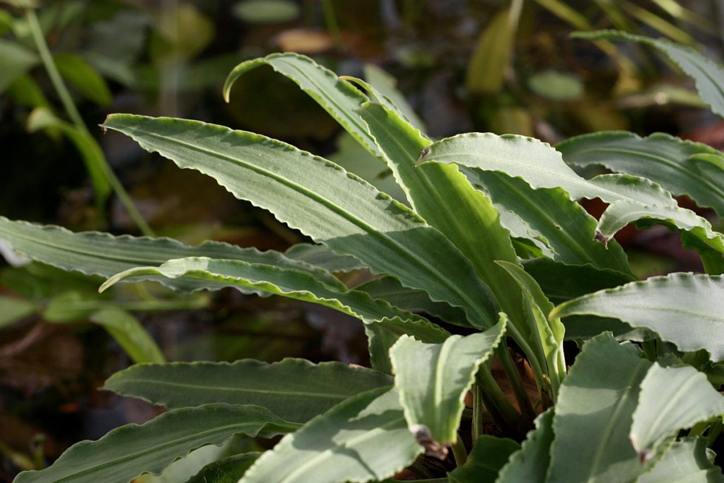 Lagenandra thwaitesii