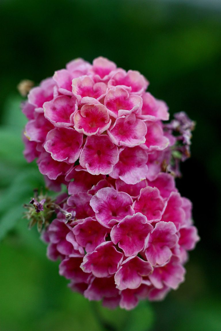 Lantana sp.
