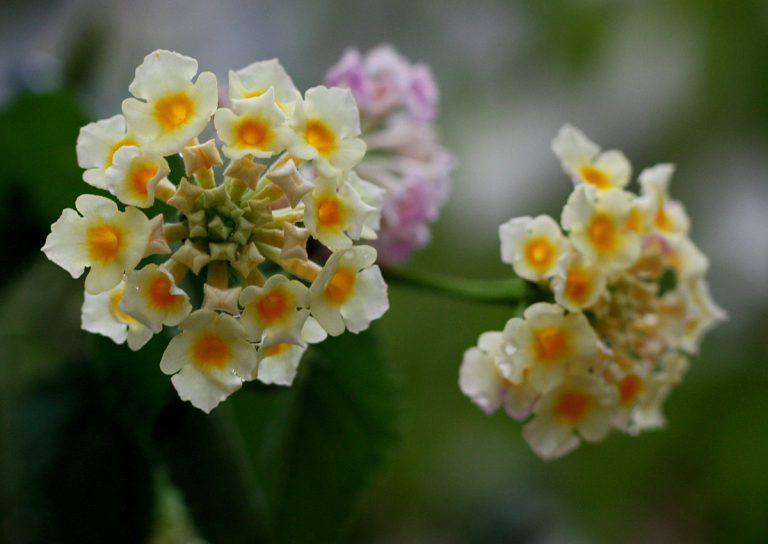 Lantana sp.