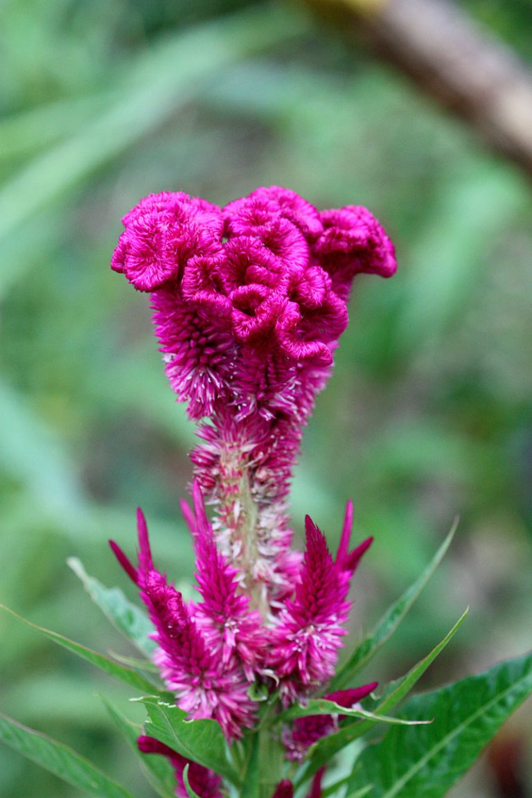 Celosia argentea var. cristata