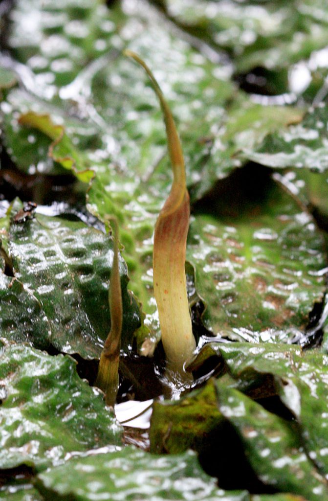 Cryptocoryne keei