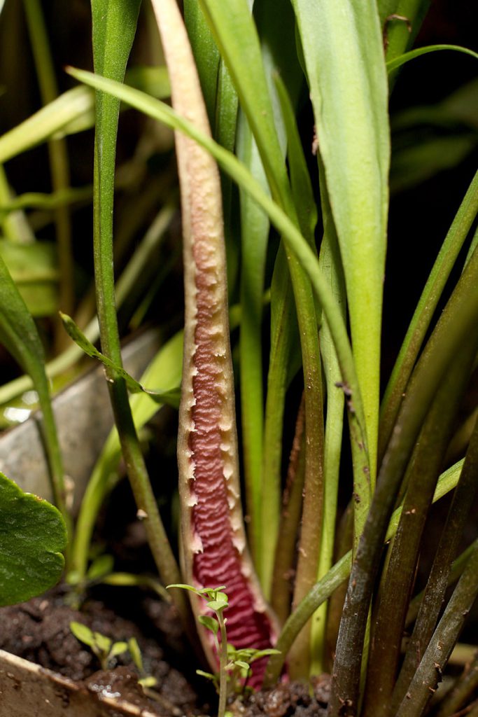 Cryptocoryne spiralis