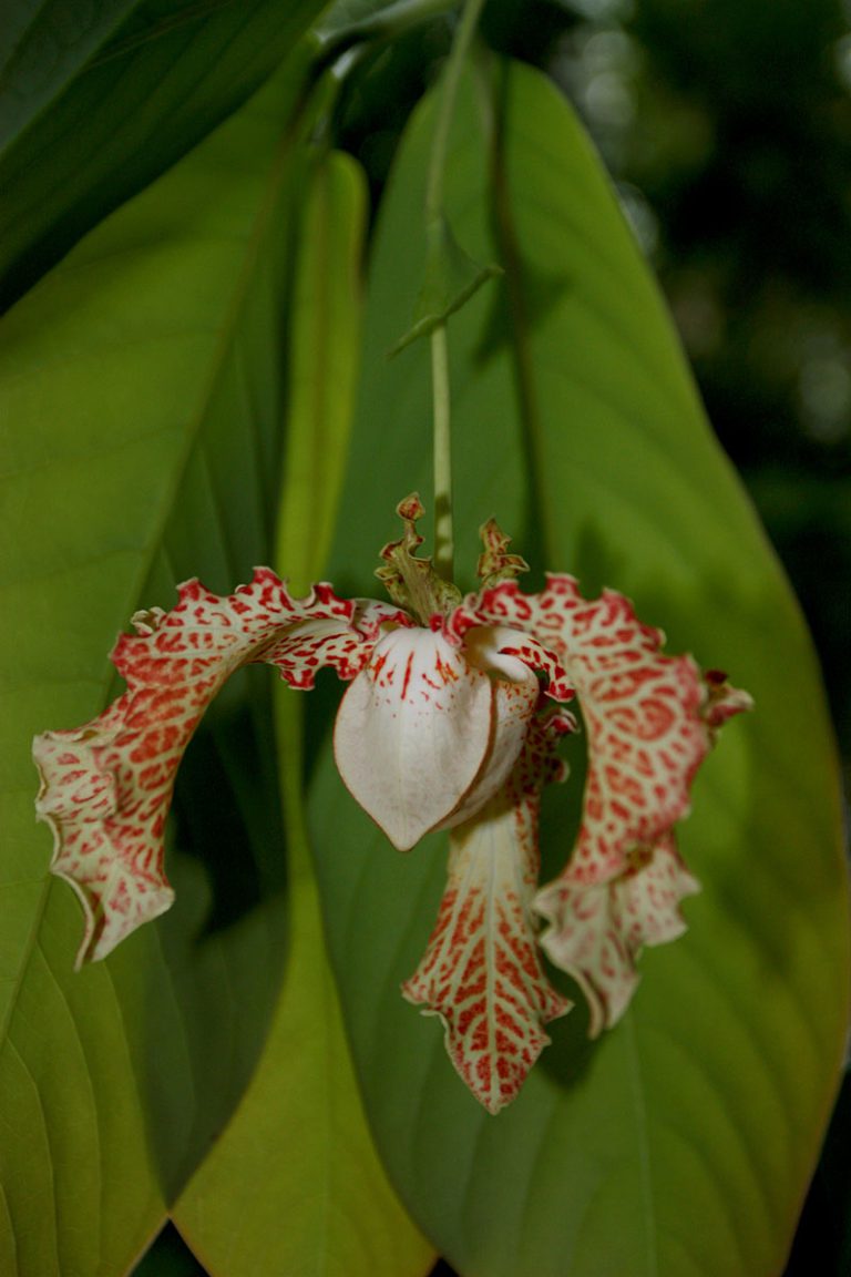 Monodora myristica