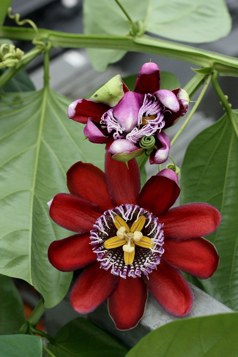 Passiflora alata