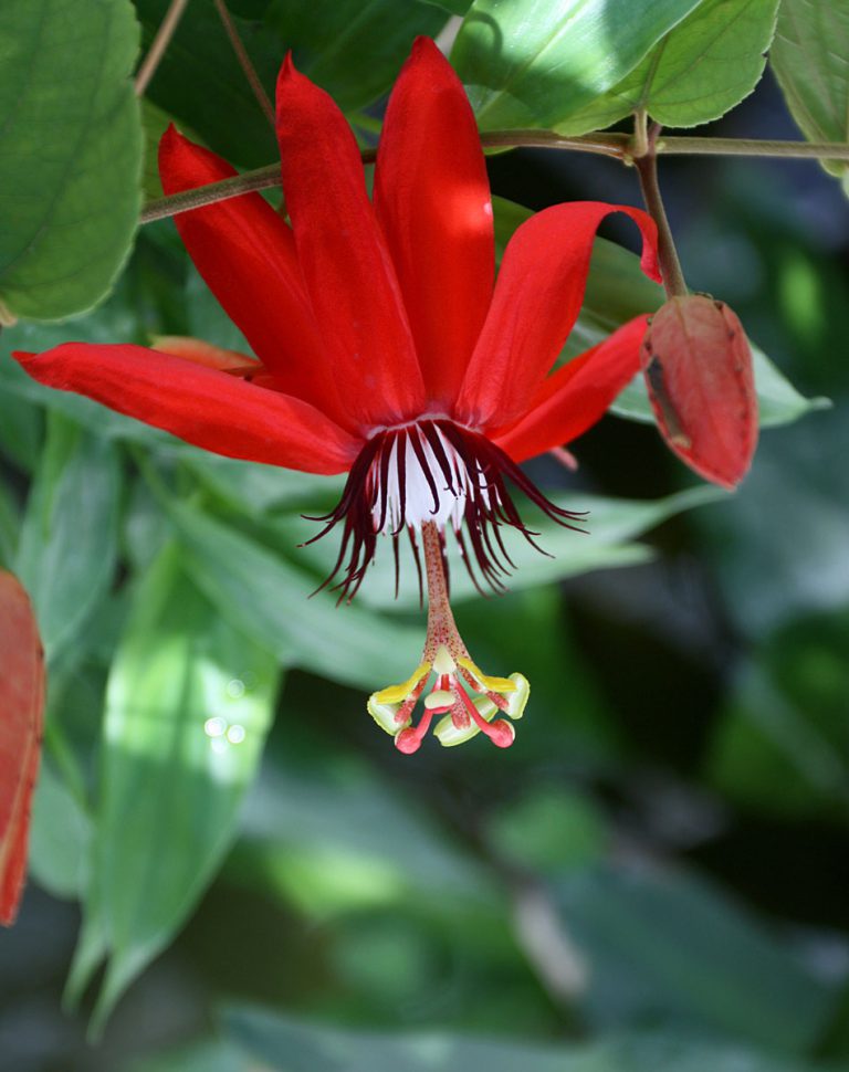 Passiflora miniata