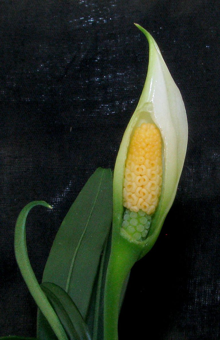 Aridarum caulescens