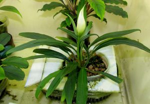 Aridarum caulescens