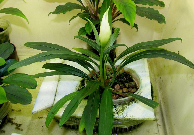 Aridarum caulescens