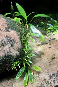 Aridarum nicolsonii