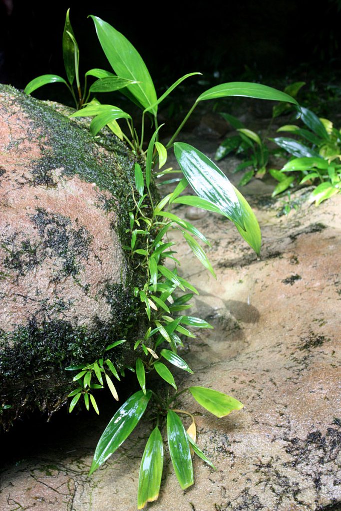 Aridarum nicolsonii