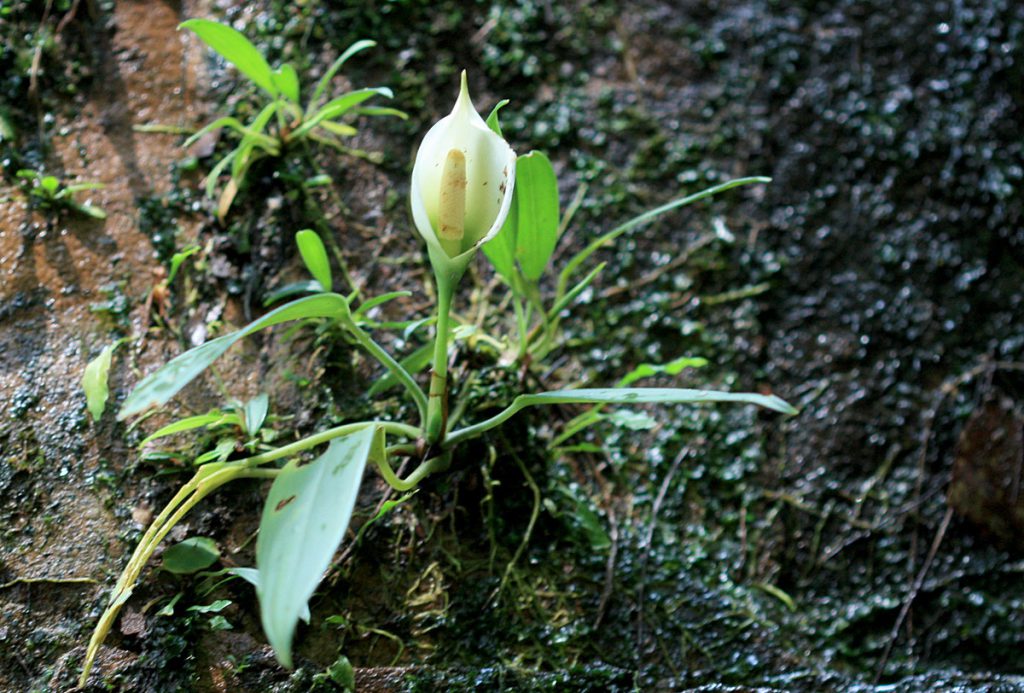 Aridarum nicolsonii