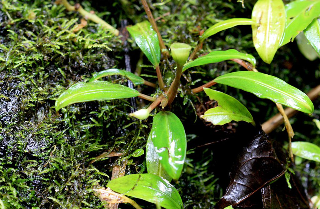 Bucephalandra akantha