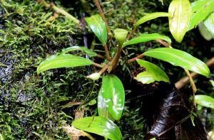 Bucephalandra akantha