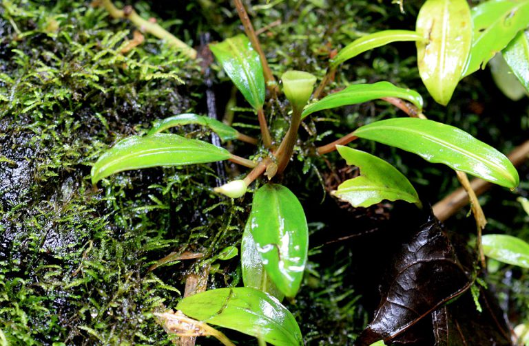 Bucephalandra akantha