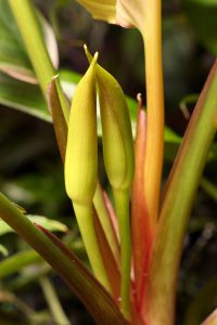 Homalomena griffithii
