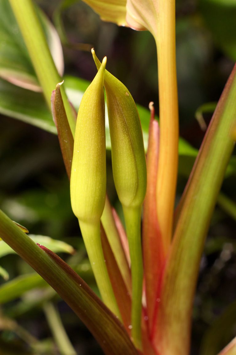 Homalomena griffithii