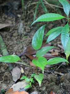 Homalomena griffithii