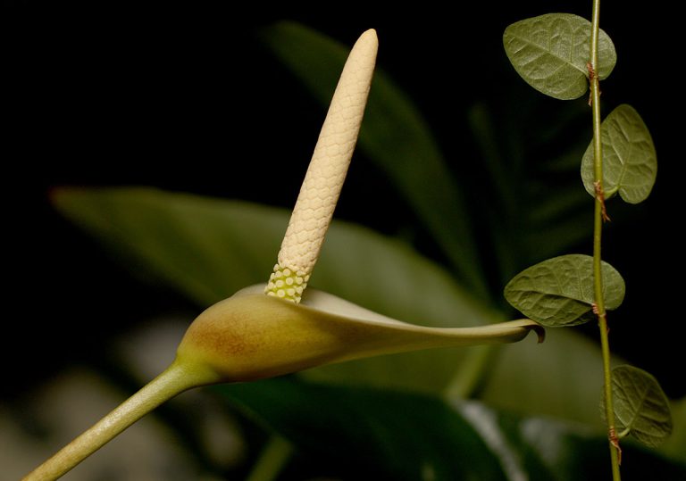Hybrid Anubias nana x Anubias gigantea