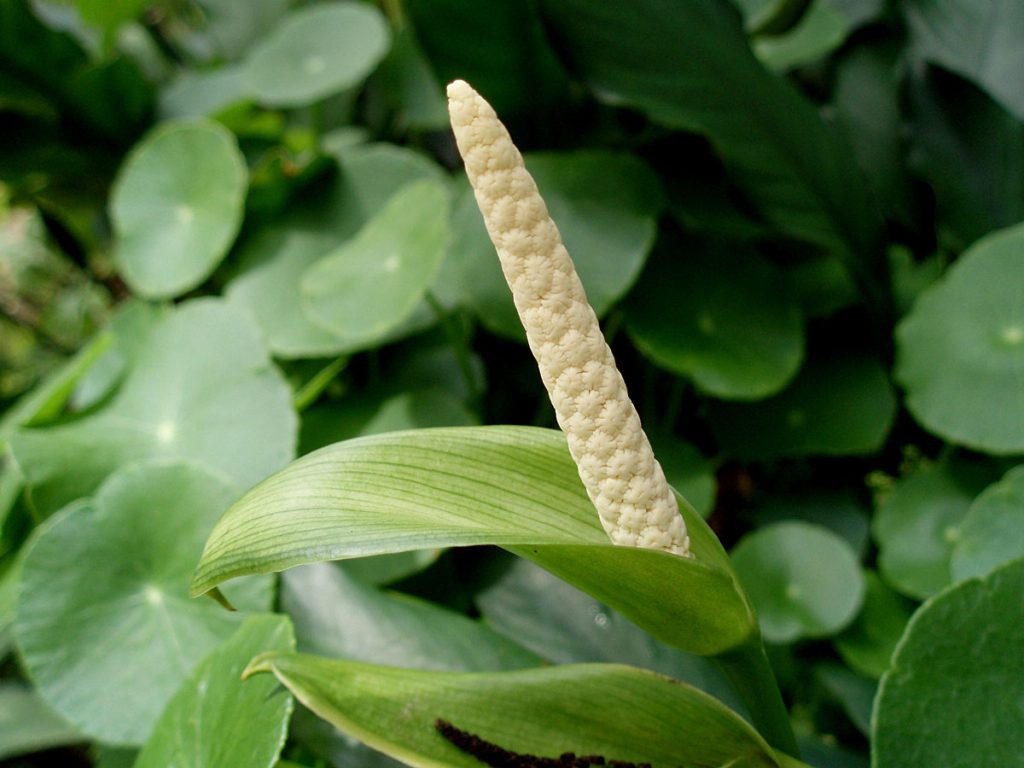 Anubias barteri var. angustifolia
