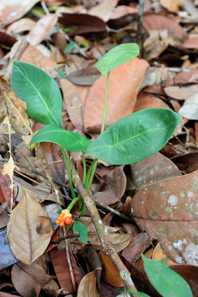 Alocasia beccarii
