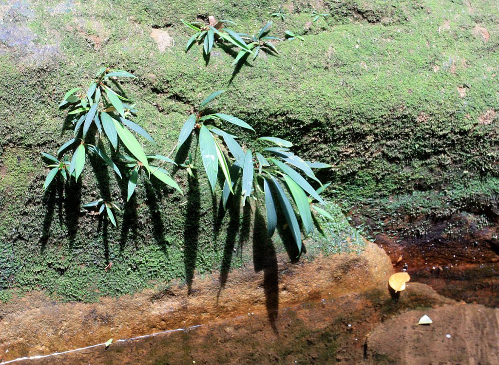Aridarum nicolsonii