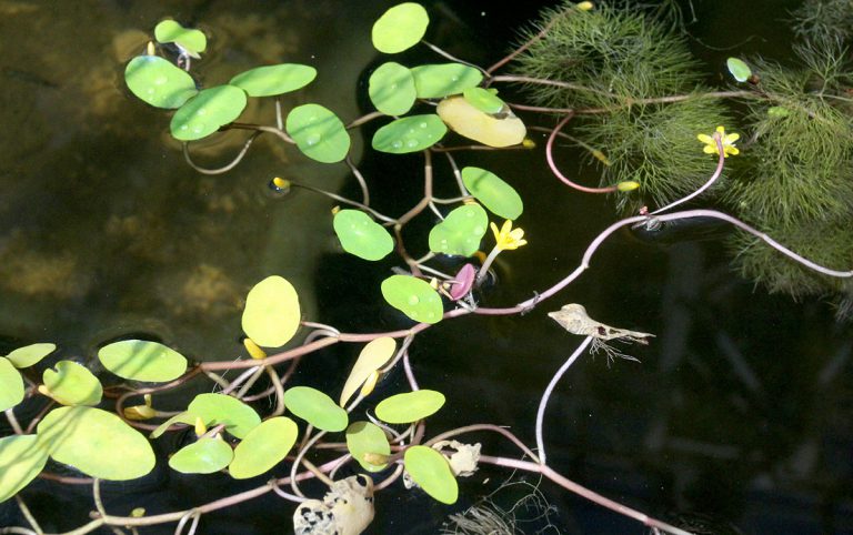 Cabomba australis