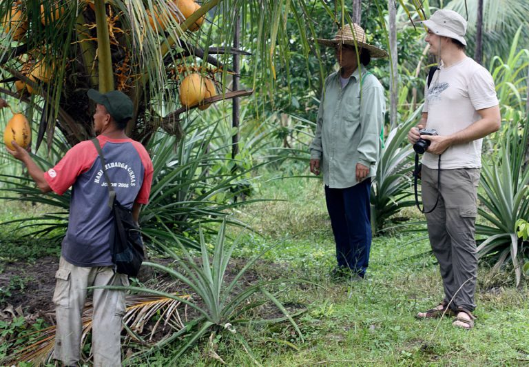 Cocos nucifera