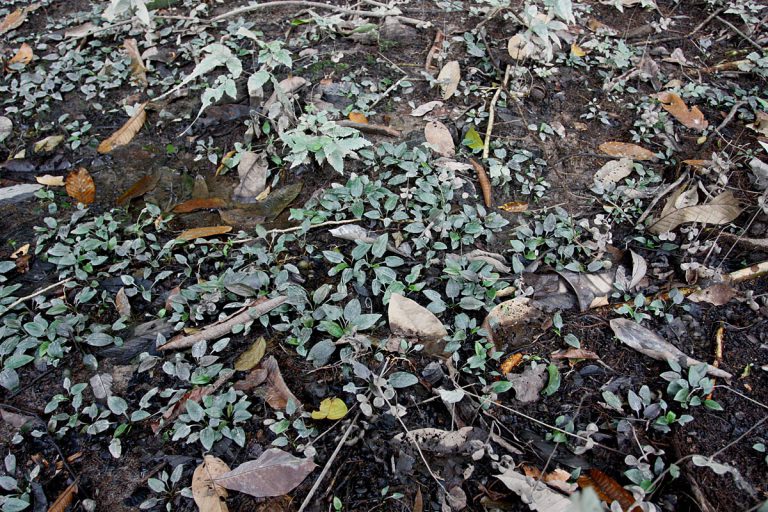 Cryptocoryne ferruginea var. ferruginea