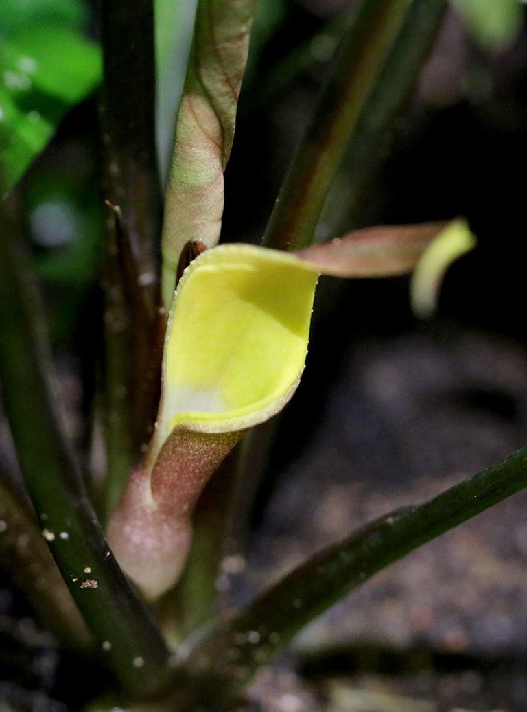 Cryptocoryne pontederiifolia
