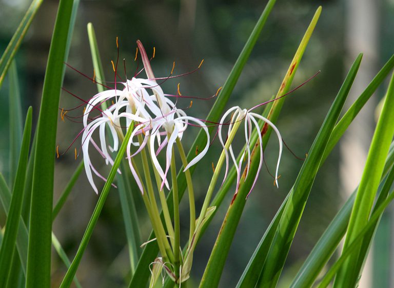 Crinum firmifolium