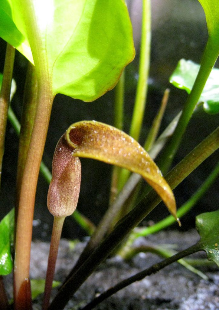 Cryptocoryne noritoi