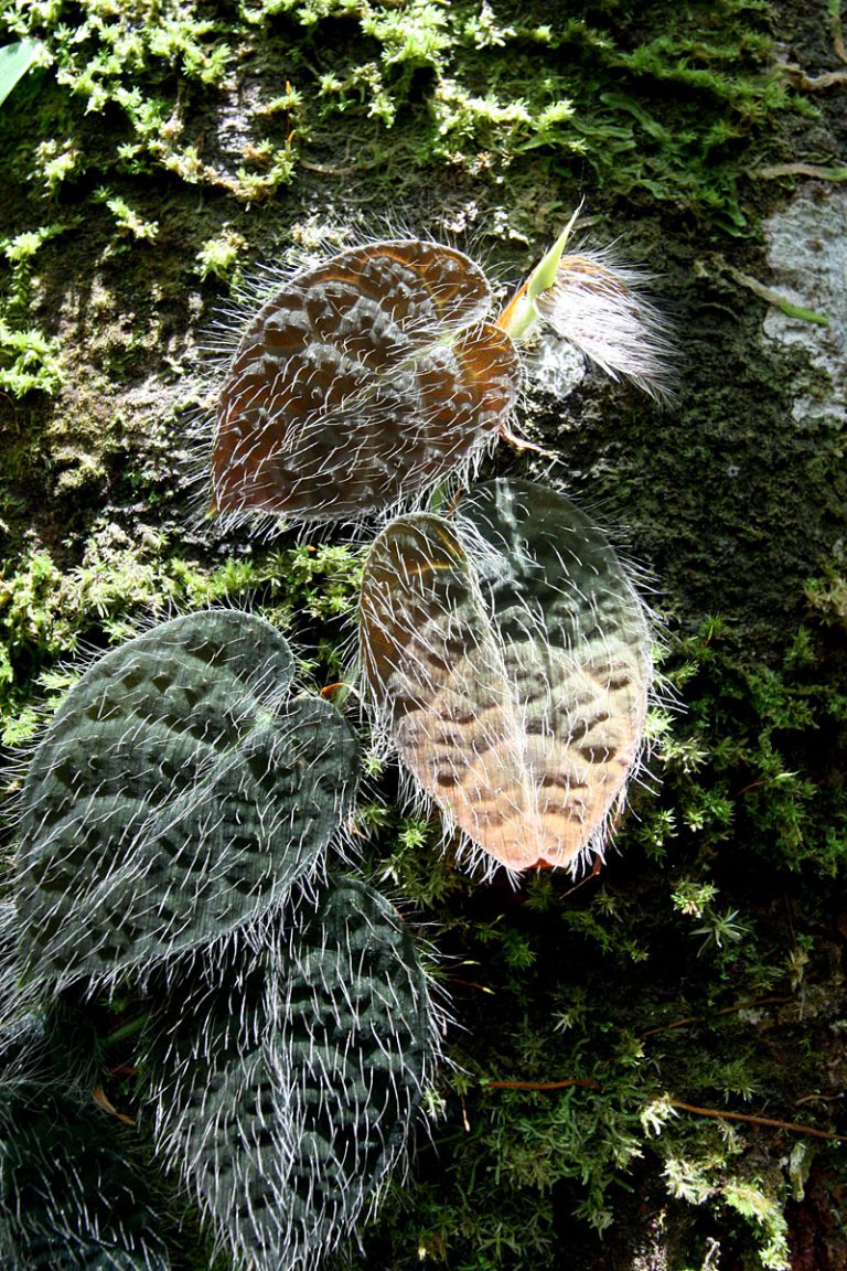Ficus villosa