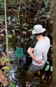 Forest creek