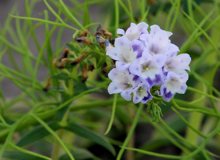 Limnophila aquatica