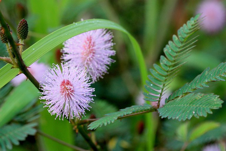 Mimosa pudica
