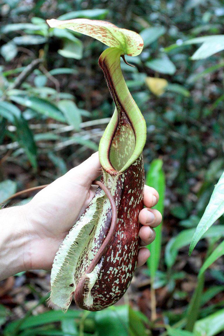 Nepenthes rafflesiana
