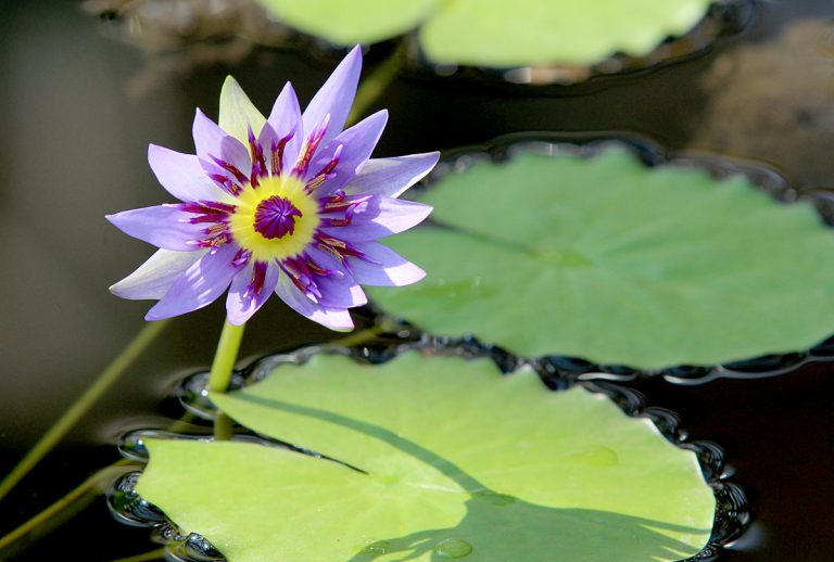 Nymphaea colorata